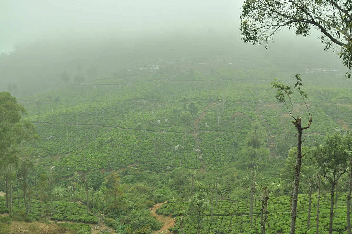 coonoor