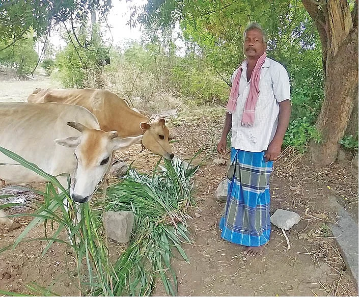 கறவை மாடுகளுடன் மணி