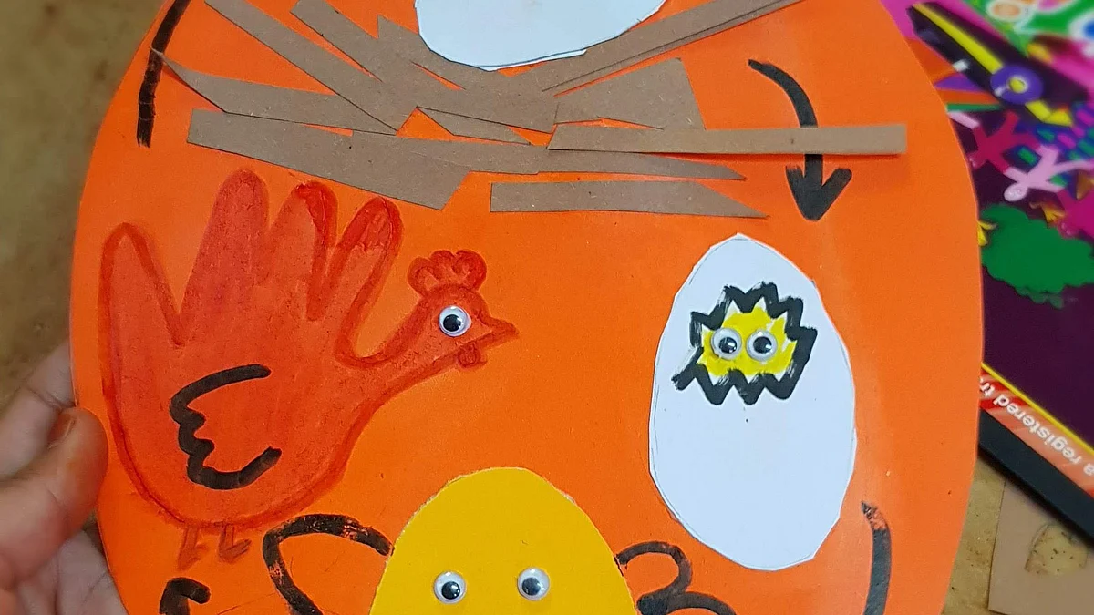 Chicken Life Cycle