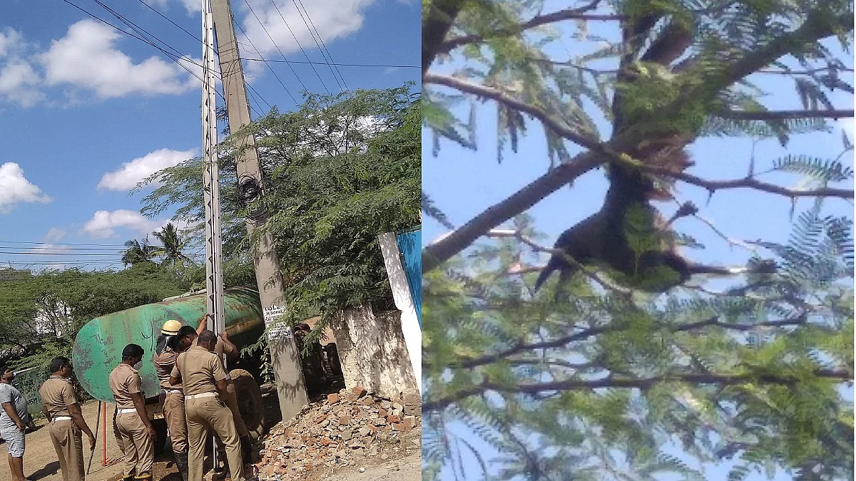 காகம் மீட்புப் பணி