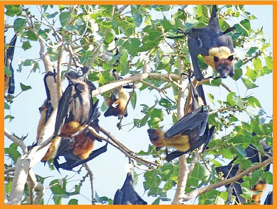 இந்திய பழந்திண்ணி வவ்வால்கள்