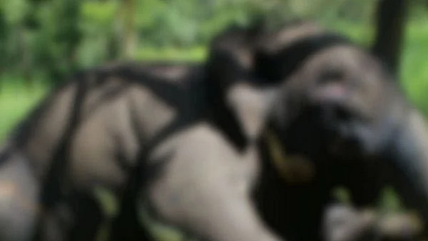 மின்சாரம் தாக்கி பலியான பெண் யானை