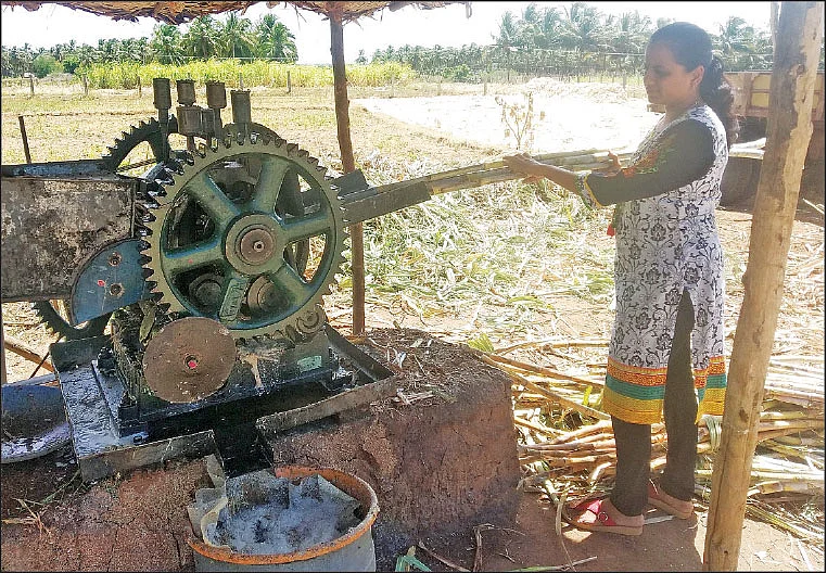 கரும்புப் பால் பிரித்தெடுக்கும் பணி