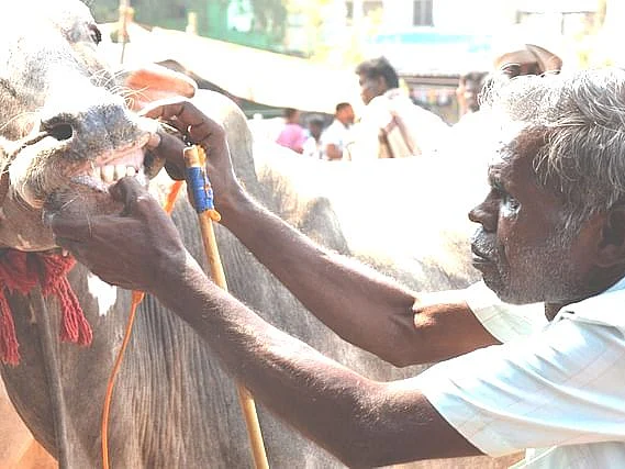 வேலூர்: `ஒருநாள் வியாபாரமே 1.5 கோடி ரூபாய்!' - மாட்டுச் சந்தை மூடலால் கலங்கும் விவசாயிகள்