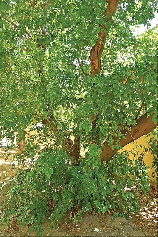 புங்கன் மரம்