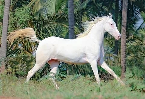குதிரை போட்டோகிராபி