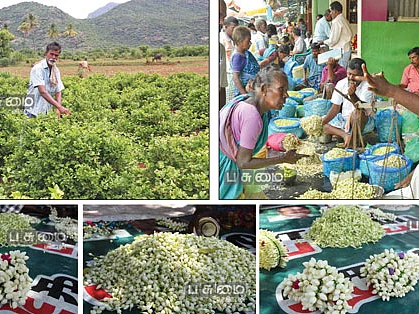 ஏக்கருக்கு ரூ. 25,000 வேண்டும்! - மல்லிகை விவசாயிகள் கோரிக்கை!