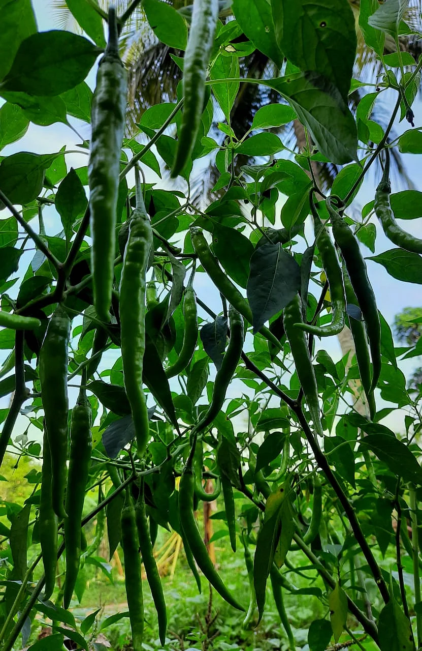 சூரஜின் தோட்டம்