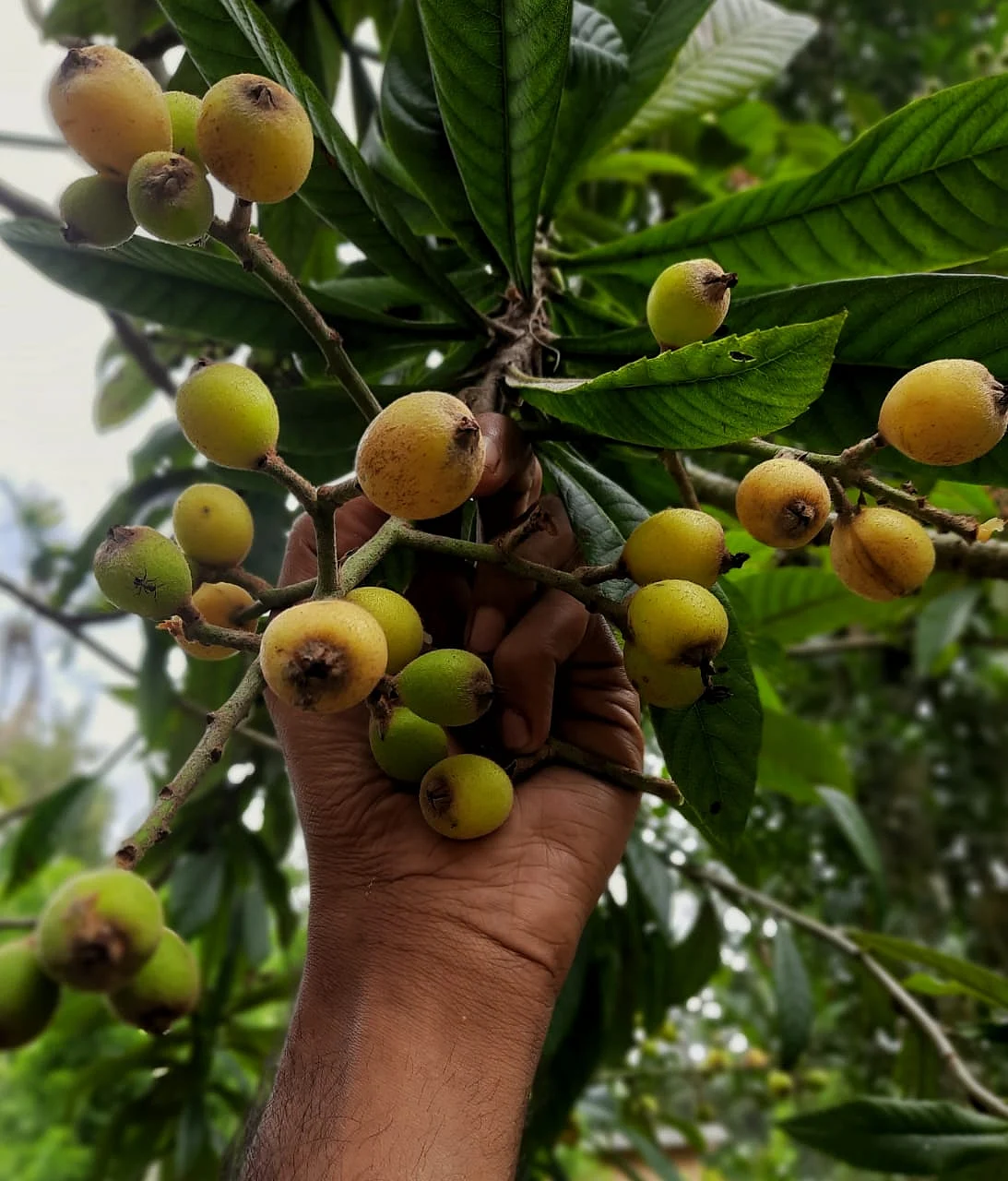 சூரஜின் தோட்டம்