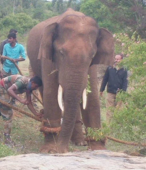 யானை