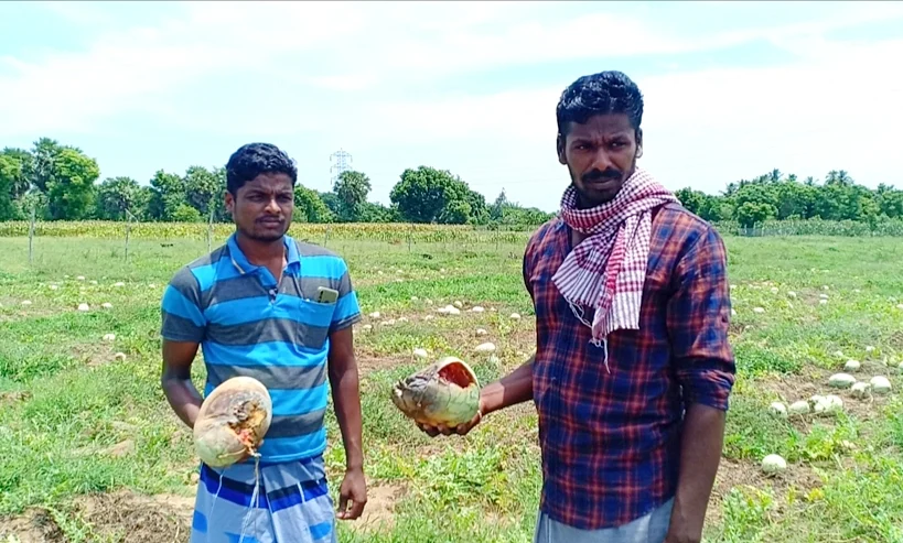 தர்பூசணி