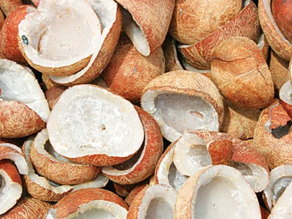 முன்னறிவிப்பு : தேங்காய் விலை ரூ. 14 கொப்பரை கிலோ ரூ.90