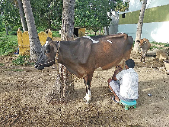 பால் கறக்கும் பணி