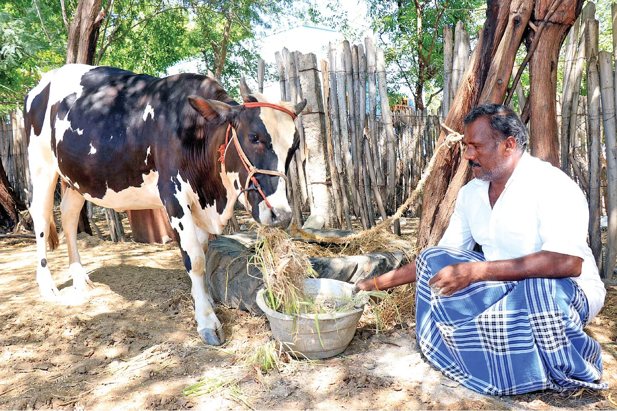 மாடுகளுக்குப் பசுந்தீவனத்தை இடும் பணி