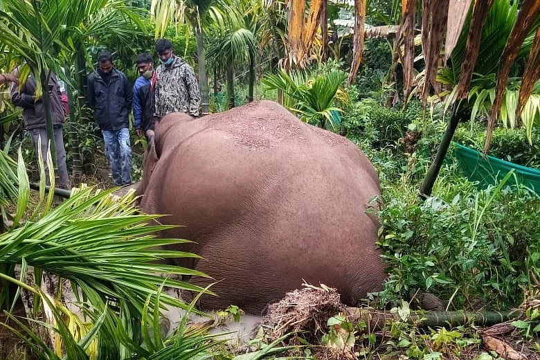 elephant death