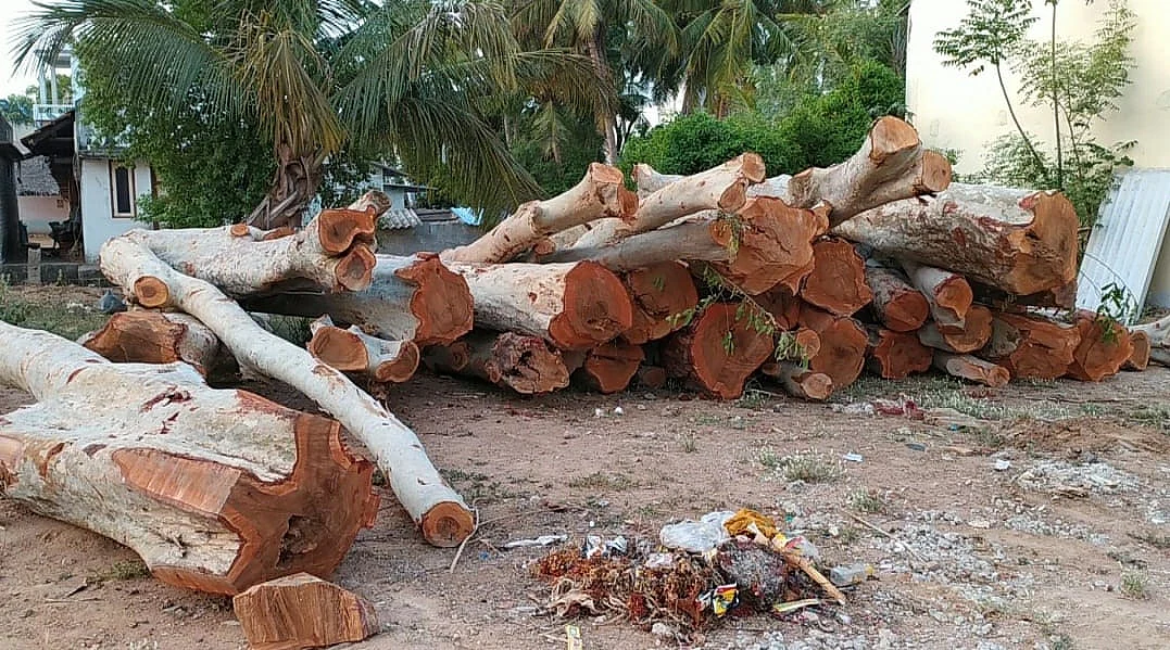 மரம் வெட்டப்பட்ட விவகாரத்தில் விசாரணை
