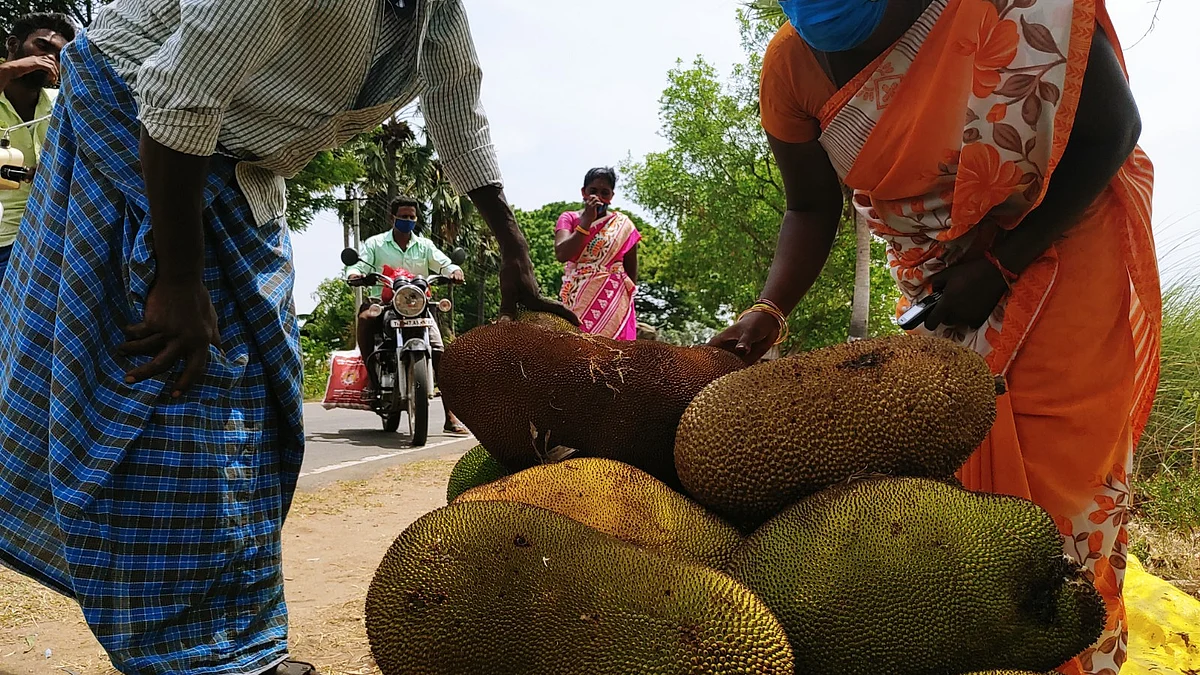 பலாப்பழ விற்பனை