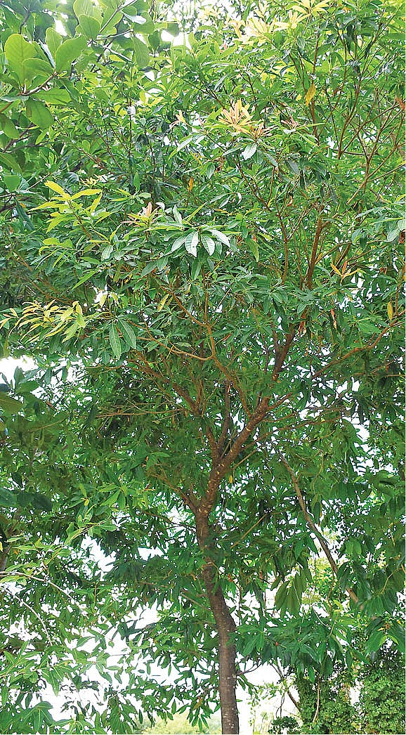 இலுப்பை மரம்