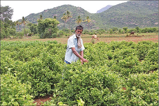 ஏக்கருக்கு ரூ. 25,000 வேண்டும்! - மல்லிகை விவசாயிகள் கோரிக்கை!