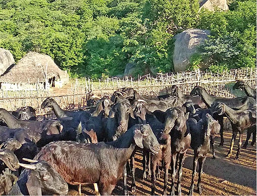 20 ஆடுகள், ஆண்டுக்கு ரூ. 2,20,000 லாபம்! - வெகுமதி கொடுக்கும் வெள்ளாடு வளர்ப்பு!