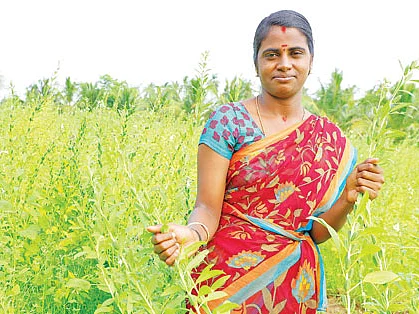 ஒரு ஏக்கர் ரூ. 40,000 - இயற்கை எள்... இனிக்கும் லாபம்!