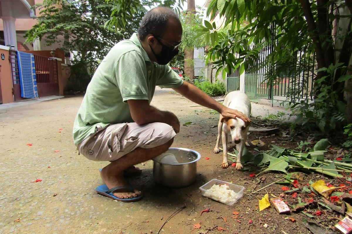 நாய்களுக்கு உணவு வழங்கும் சுமித்