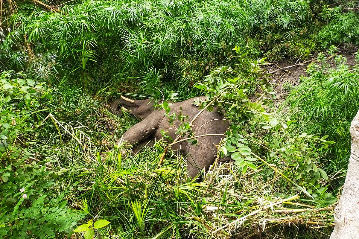 elephant found dead