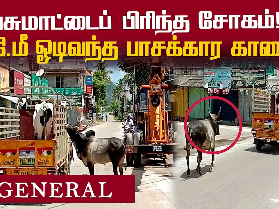 பசுமாட்டைப் பிரிய மனம் இல்லாமல் பாசப்போராட்டம் நடத்திய காளை! | Viral