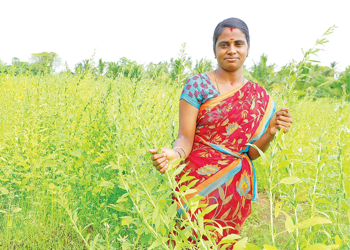 எள் வயலில் கனகவள்ளி