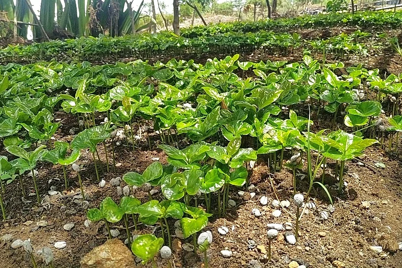 coffee planting