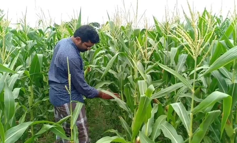 சோளம்