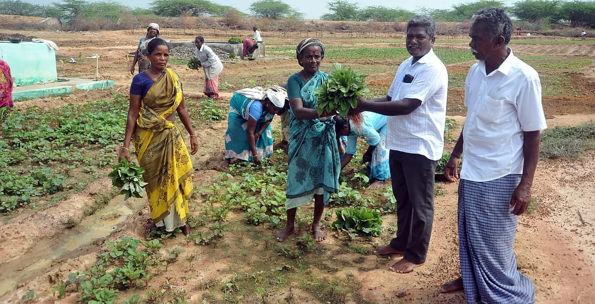 கொரோனா தோட்டத்து காய்கறி