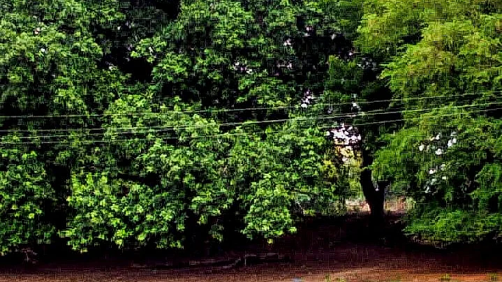 மின்கம்பிகள்