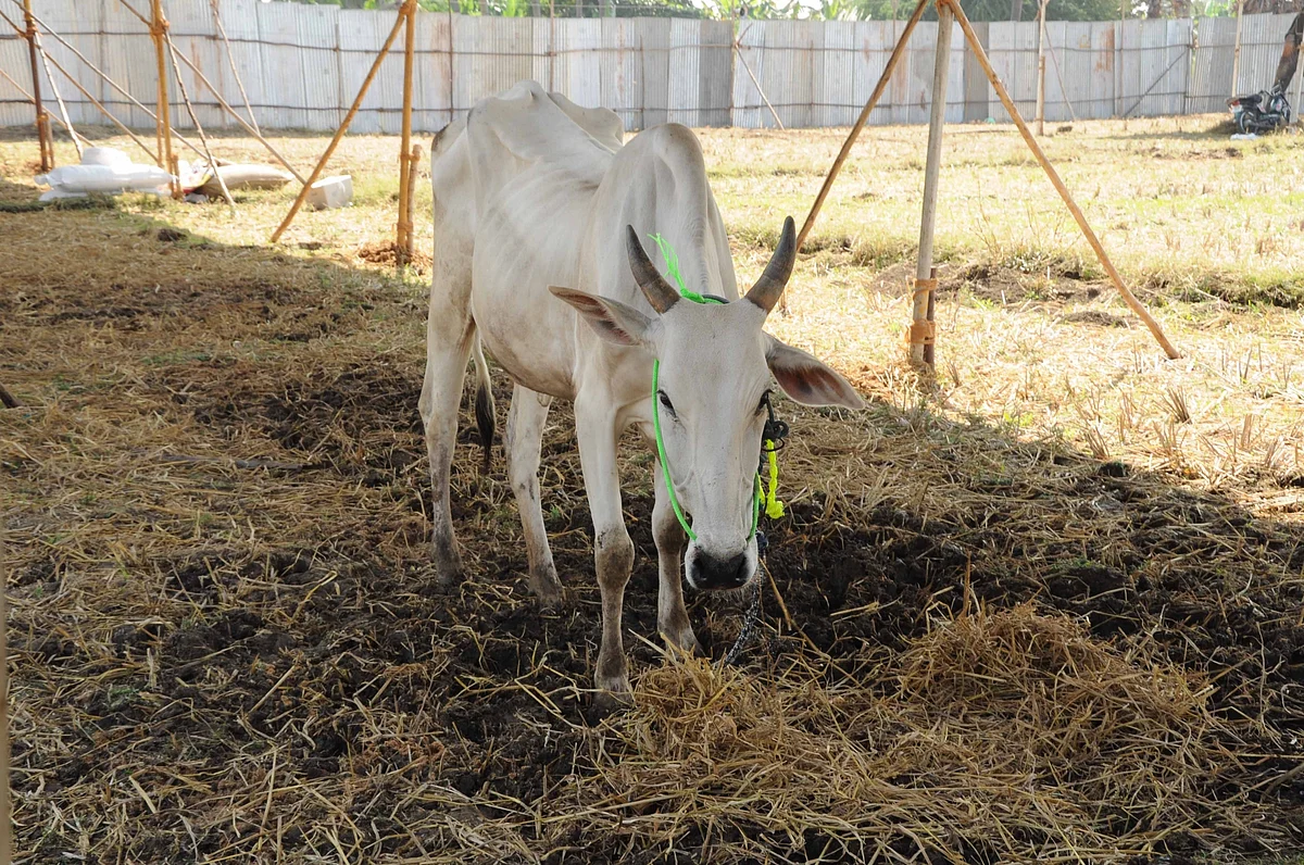 Cow