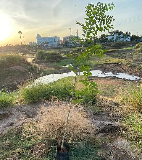 நடப்பட்ட மரக்கன்று