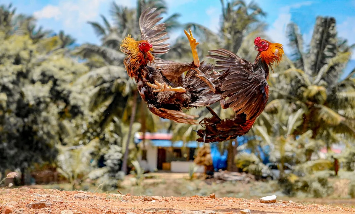 சேவல் சண்டை
