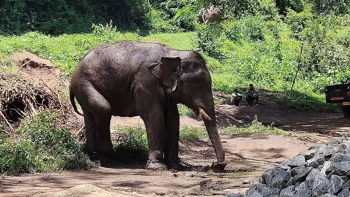 அரிசி ராஜா யானை