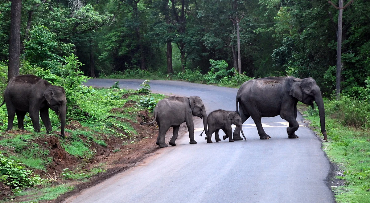 Elephants