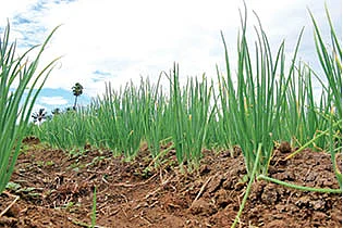 ஏக்கருக்கு ரூ.1,21,000... சிறப்பான வருமானம் தரும் சின்ன வெங்காயம்!