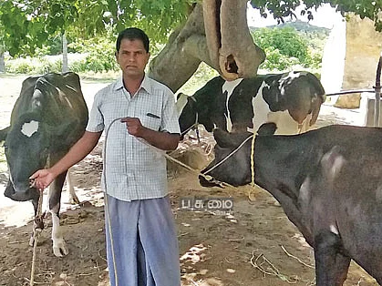 மாதம் ரூ. 27,000... கைகொடுக்கும் கறவைமாடு வளர்ப்பு!