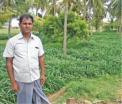 தீவனப்புல்