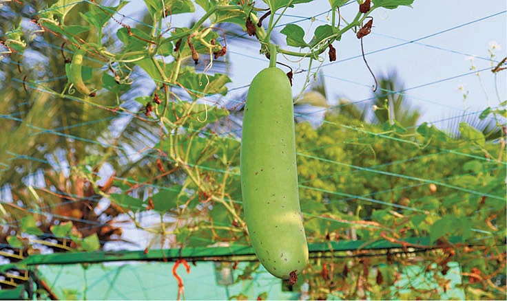 மாடித்தோட்ட மகசூல்... மனசுக்கு சந்தோஷம், உடலுக்கு ஆரோக்கியம்!