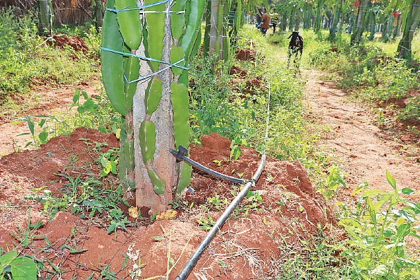 சொட்டுநீர்ப் பாசனம்