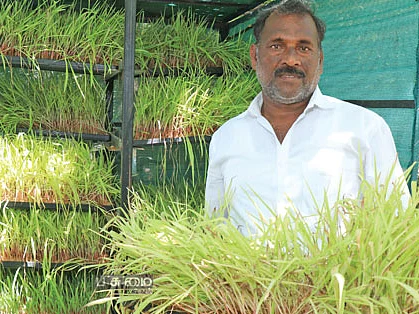 ஹைட்ரோபோனிக்ஸ் முறையில் பசுந்தீவனம் வளர்ப்பு!
