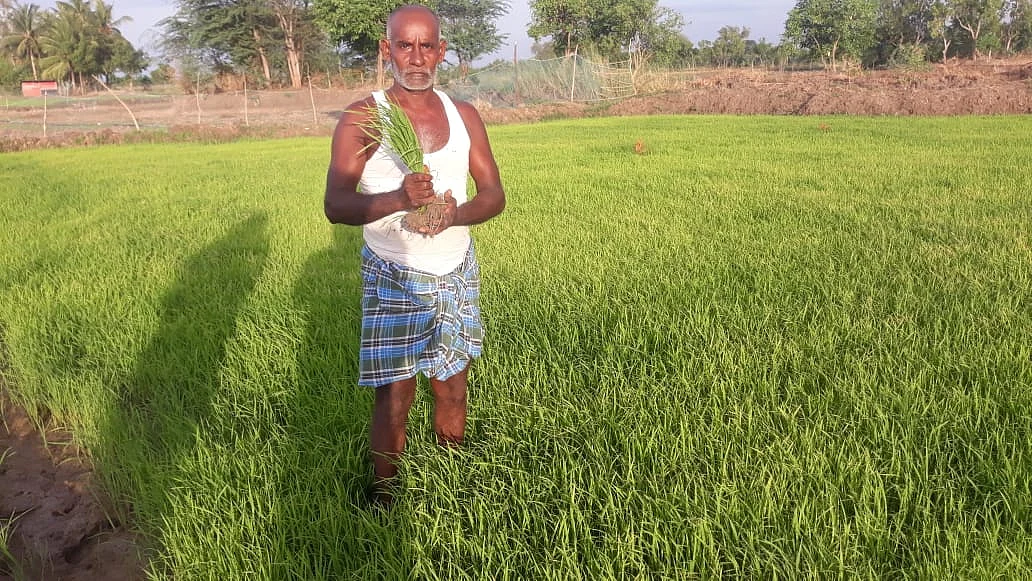 பயனற்றுப்போன நாற்றுகள்