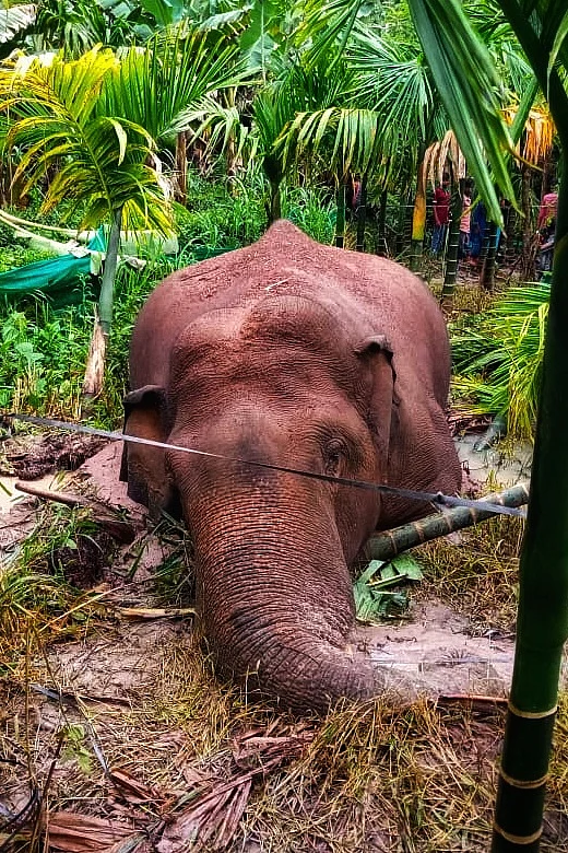 உயிரிழந்த யானை