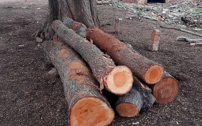 வெட்டப்படும் மரங்கள்