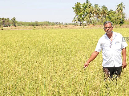 நெல் + கடலை 5 ஏக்கர்... ரூ. 1,44,000 லாபம்!