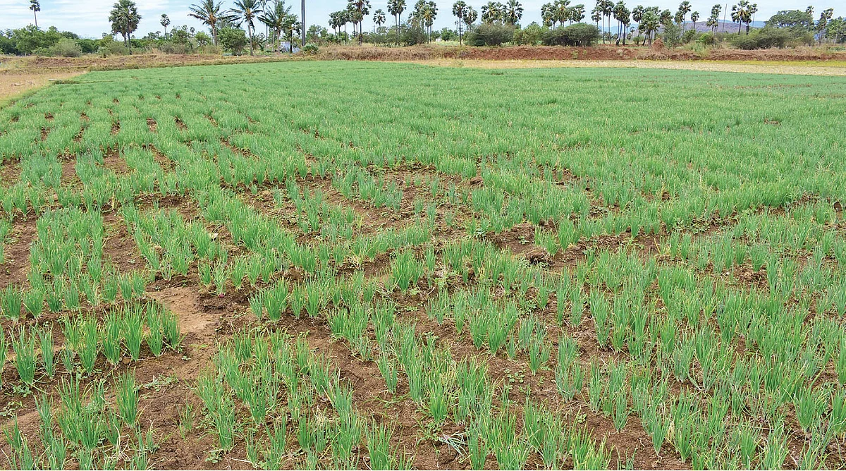 வெங்காய வயல்