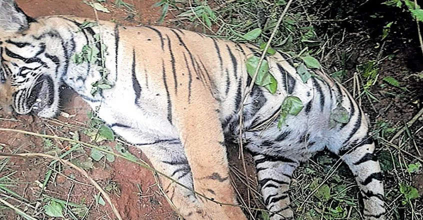 tiger found dead